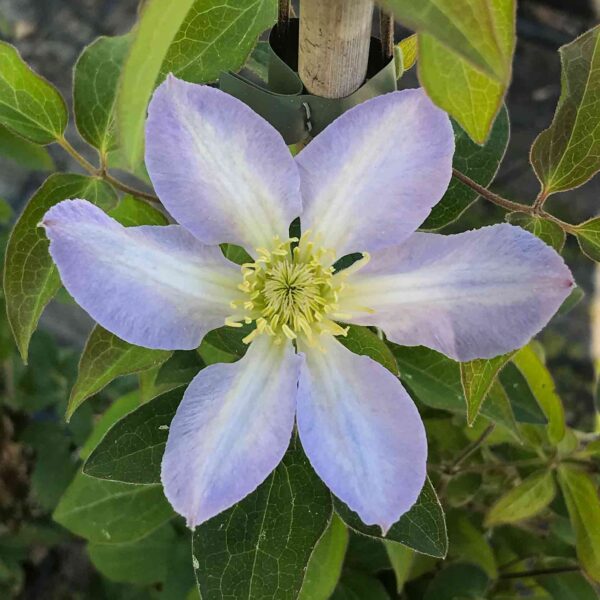 Clematis Baby Doll