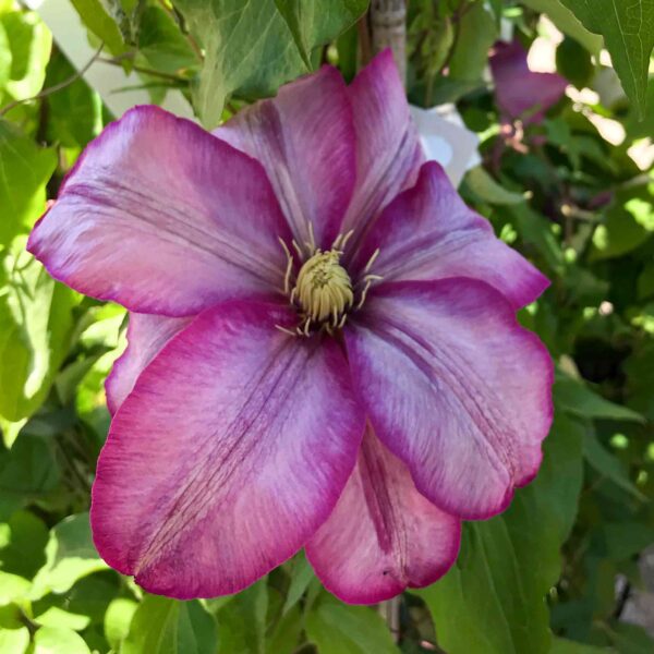 Clematis Betty Riston