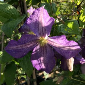 Clematis Jenny