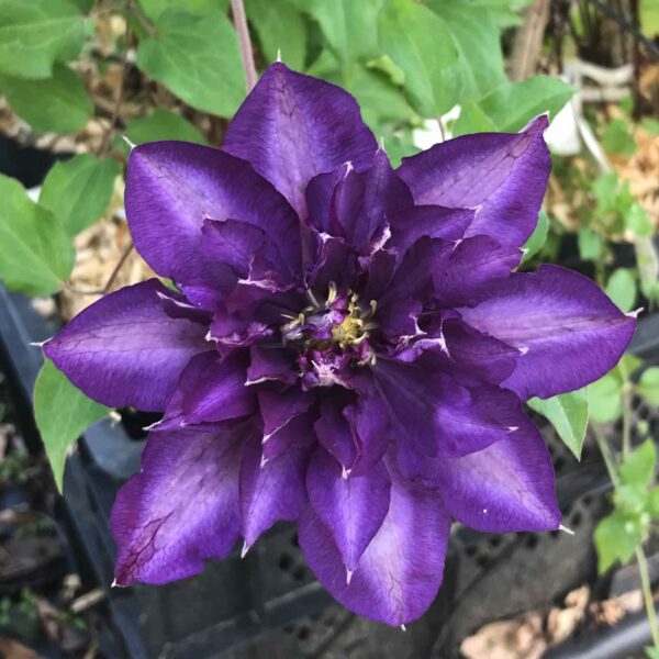 Clematis 'Royalty'