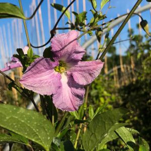 Clematis viticella 'Betty Corning'