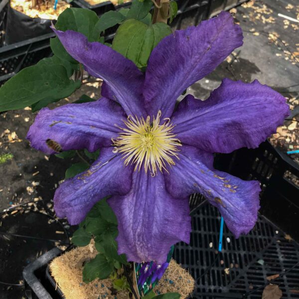 Clematis 'Luther Burbank'