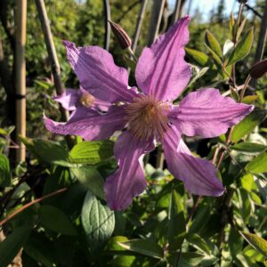 Clematis integrifolia 'East River'