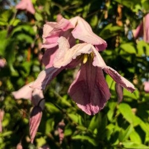Clematis viticella 'Hagelby Pink'