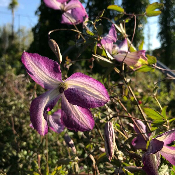 Clematis viticella 'I Am Lady J'