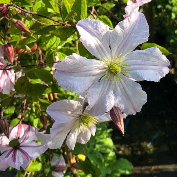 Clematis viticella White Prince Charles
