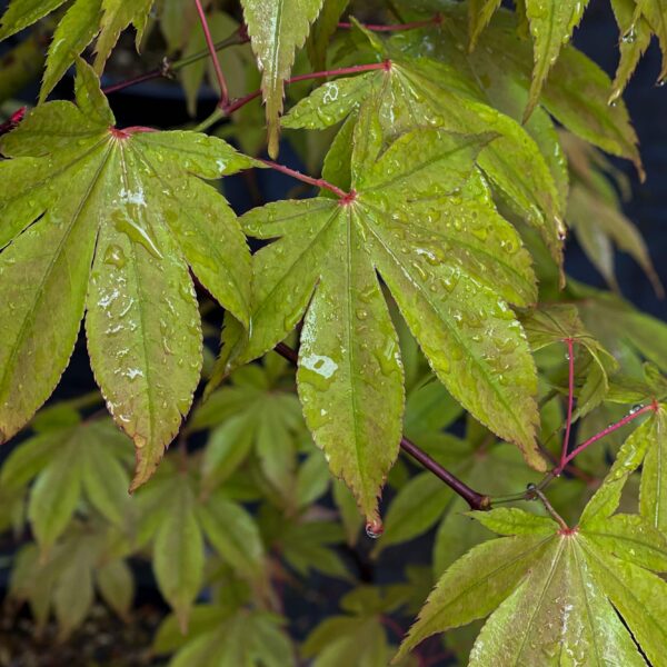 Acer-palmatum-'Momiji-gawa'